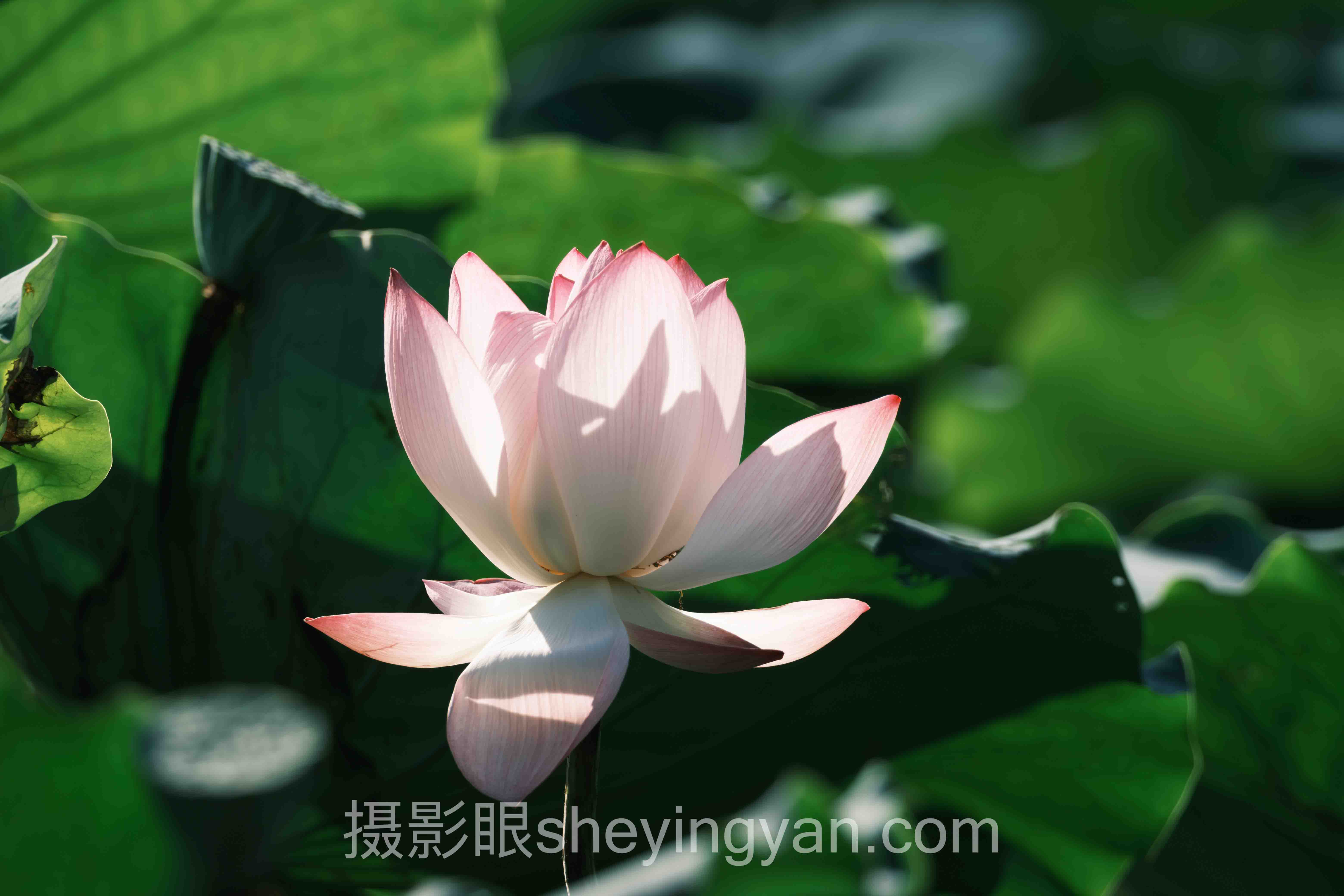 摄影比赛评分表模板行业数据全景：7组数据揭示评选真相