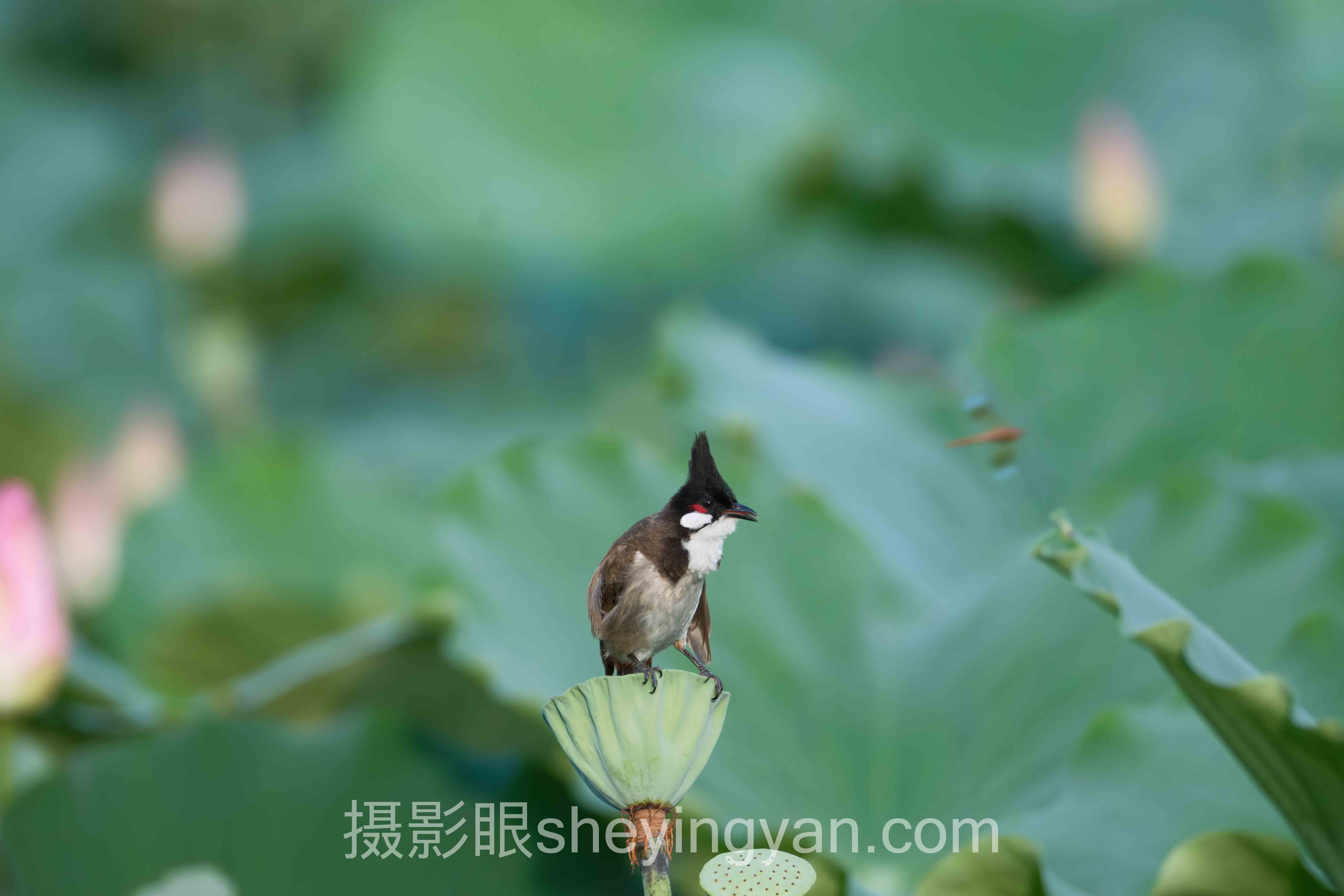 对话行业专家：学摄影步骤的关键洞察与前瞻