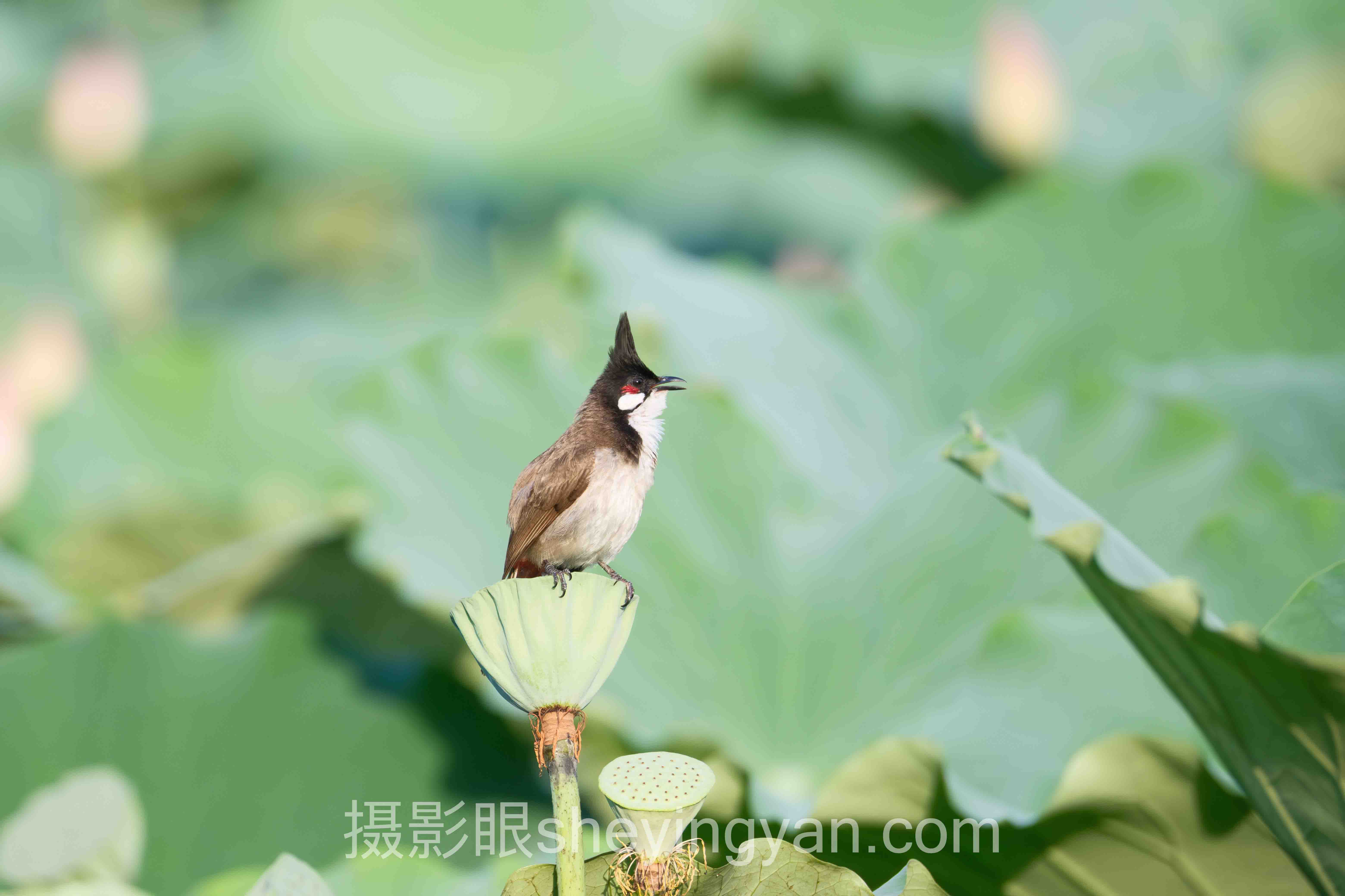关于索尼相机视频拍摄技巧的5个关键问题,一次说清