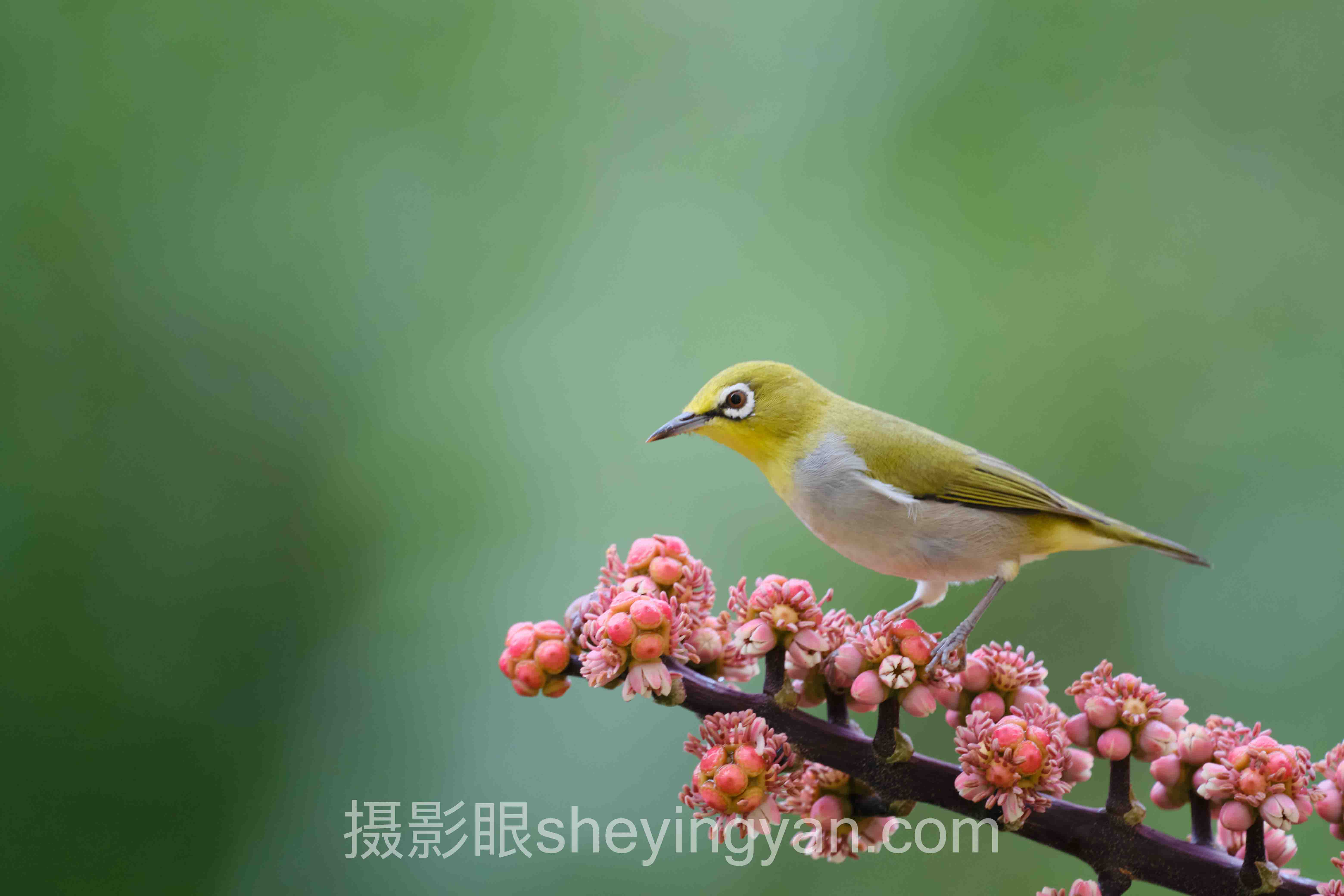 对焦点怎么选避坑指南：5个关键要点全梳理