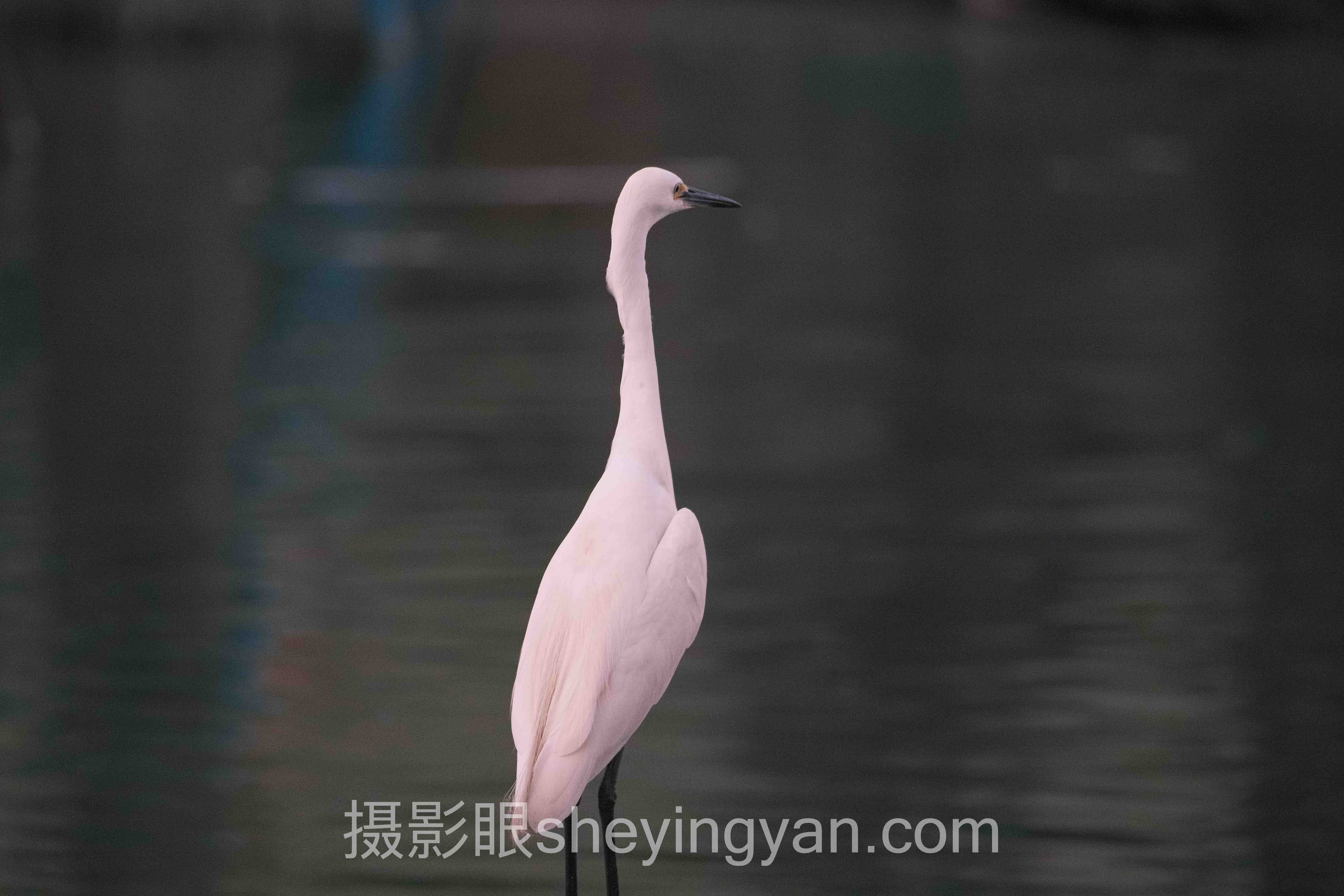 哈苏X2D/X2D II评测全问答：你想知道的都在这里