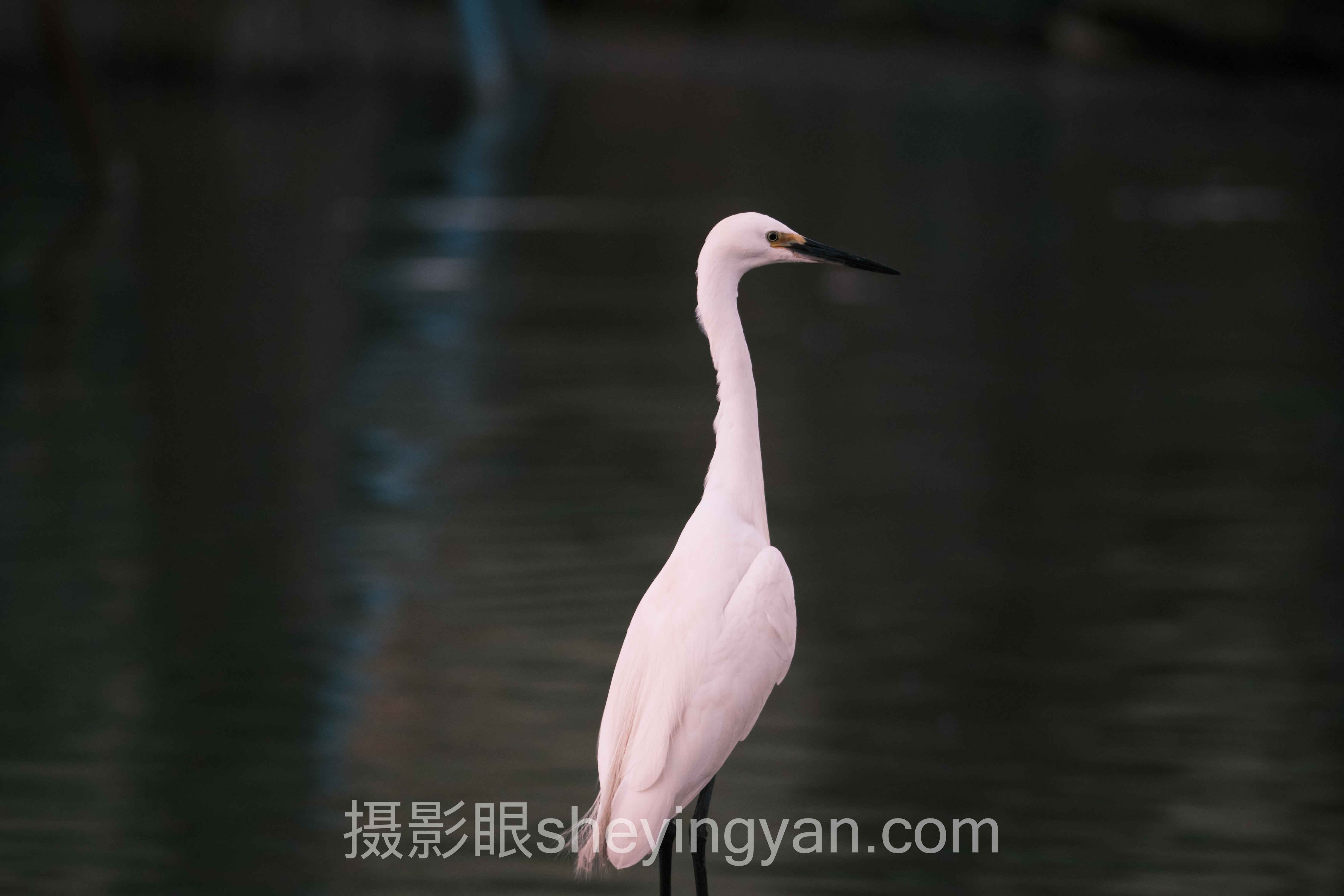 透视摄影眼：从照片点评到AI评分的底层逻辑与趋势