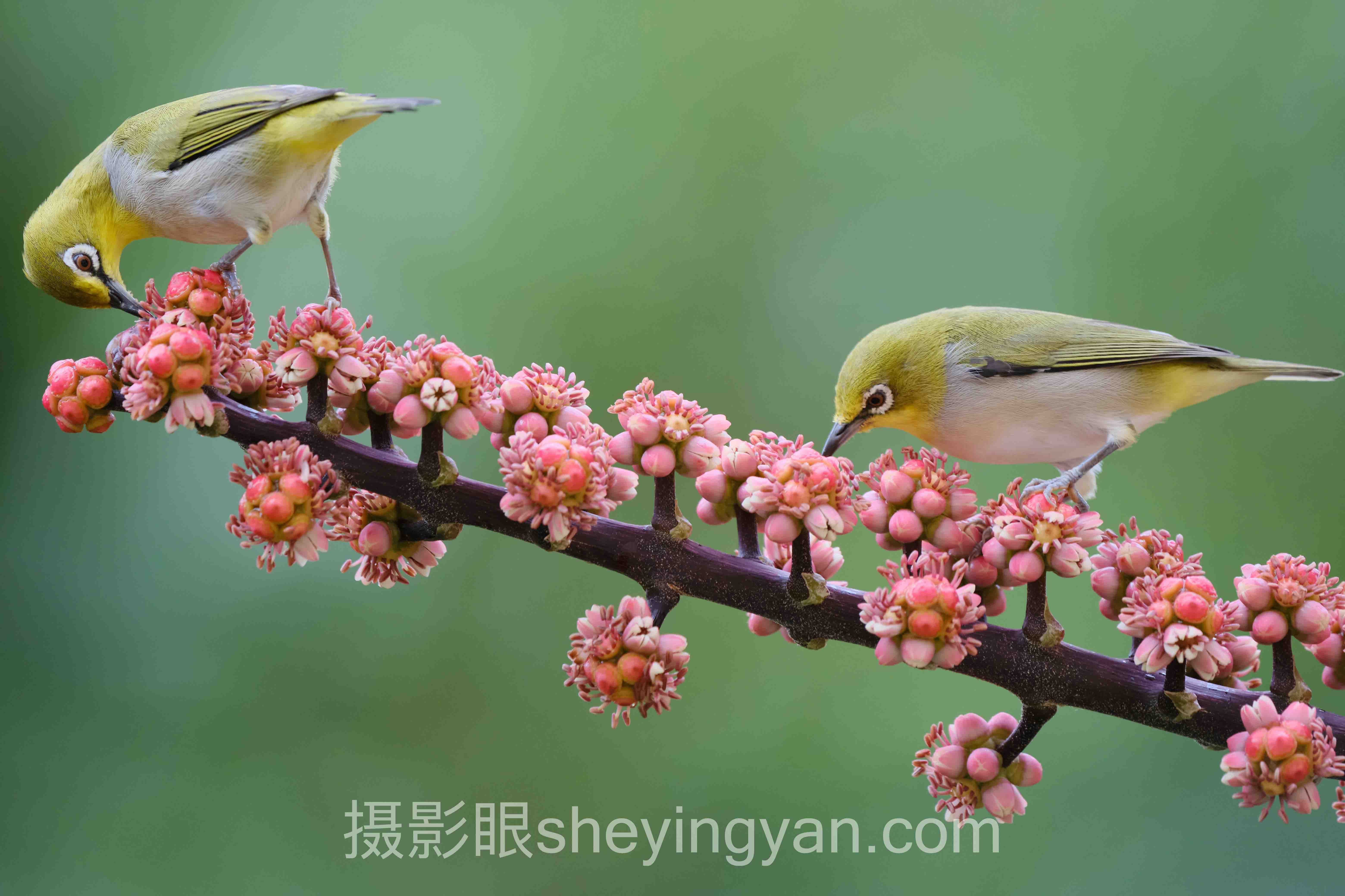 照片打分平台深度评测：5种选择全面解析