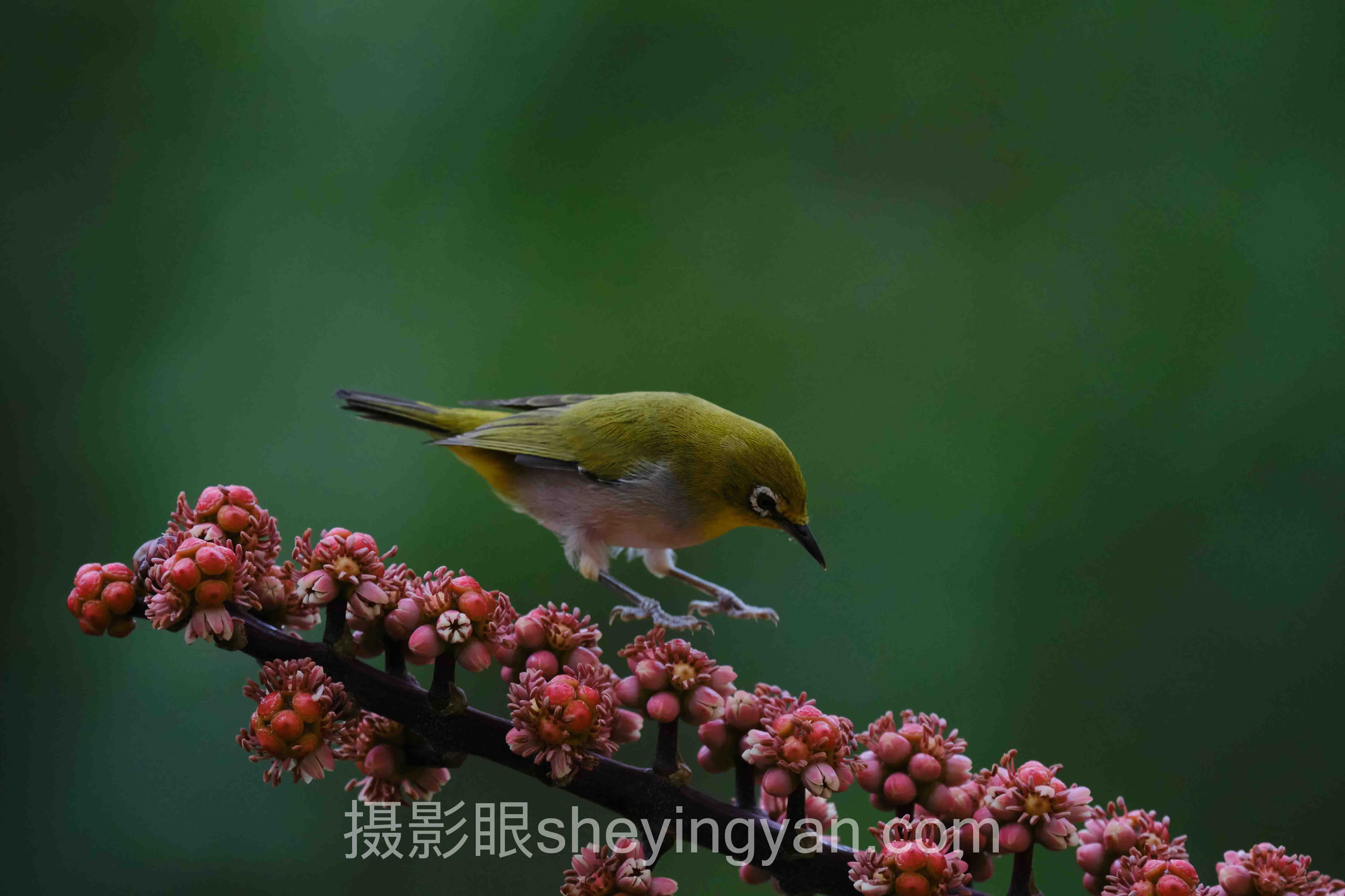 照片点评平台主流方案横向对比：哪个更适合你？